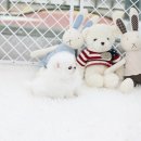 화이트포메라니안 이미지