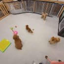 청순하개 이미지