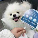 (주)대웅펫 | 강아지 앞다리 뒷다리 절뚝, 관절염 디스크치료 티스템펫 줄기세포 주사 (고양 탑케어동물의료원)