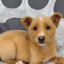 천안시 동물보호센터 동물병원 이미지