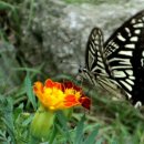 강화도 늘푸른 펜션 이미지