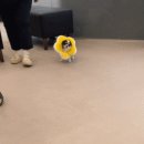 고성작은동물병원 이미지