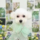 리즈퍼피 이미지