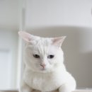 네오캣 스튜디오 | 고양이 모델 촬영과 오브바이포 캣폴 두 달 사용후기!