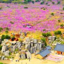 일연펜션 | 비슬산 등산코스 Top 3: 초보자 최단코스부터 참꽃 군락지 명당