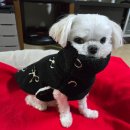 실용홈패션과 옷 만들기 | 🐑 뽀글이자켓 후리스 조끼 만들기 인기템 🔥 뽀글이 양털 덤블링 자수원단추천