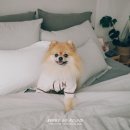 펑키코코