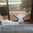 숲속산양목장 이미지