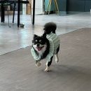 숙천로 | 대구동구애견카페 &#34;프리독&#34; 솔직 방문 후기 (내돈내산)