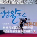 오르막 | 2025 영남알프스 하프마라톤 10km 후기: 쌀&amp;참기름 기념품부터 오르막 코스, 먹거리까지 총정리