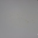 프로디테일링 이미지