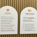 퀸애견 이미지