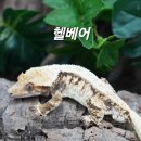 라이언렙타일