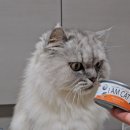 아이엠캣 이미지
