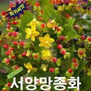 쿰 쇼핑하우
