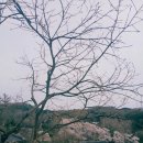 한개마을 | 성주 3 한개마을, 큰 개울의 시간을 따라 4년 만에 다시 봄을 걷다.