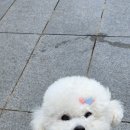 카페 댕하루 | 용인 애견카페 댕하루 단골후기! (옷,장난감,수제간식)