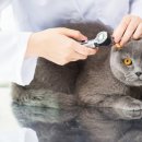 그레이스 고양이 심장&치과병원 이미지