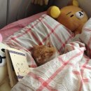 삼정곱창