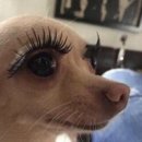 와와속눈썹