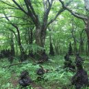 제주소요 이미지