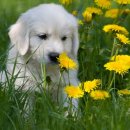 꽃강아지 이미지