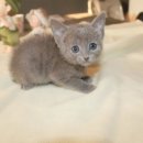 블루&펫 이미지