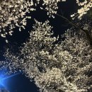 인파니 | 2026 렛츠런파크 벚꽃축제 첫 날 다녀온 후기 | 📍개화인파 정도, 드론쇼