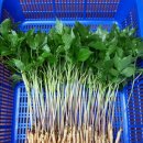 초이스농장 이미지