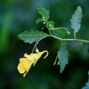 오색허브농원 이미지