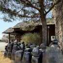 항아리농장 | 춘천 닭갈비 맛집 [항아리닭갈비 막국수 본점] 항아리 숙성한버섯닭갈비 후기