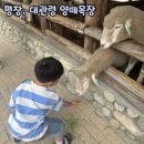 대관령5 | 강원도 평창 대관령 양떼목장 5살 아이 체험후기