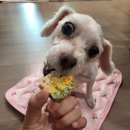 까까다멍 이미지