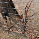 대성사슴농장 이미지