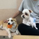 왈왈이애견카페웨스턴돔점 이미지