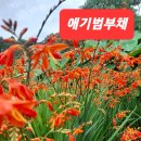 애기범부채꽃으로와송원합니다 이미지