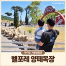 그린목장 | 증평 아이와 가볼만한곳 벨포레 양떼목장｜입장료·양몰이공연·먹이주기 후기