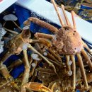 하봉 | 포항대게맛집 영일대 근처 현지인 추천 하봉석회대게 후기