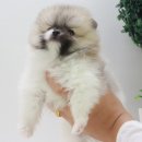 강아지,반하다 이미지