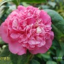 동백농장 이미지