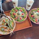 거북애견 이미지