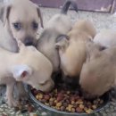 내새끼 펫 이미지