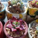 다육세상 이미지