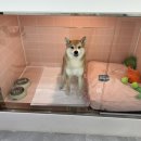 샤인펫 (Shine pet) 이미지