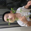 윤성이의 강낭콩은요~ 이미지