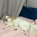 보드레 애견미용실 이미지