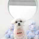 섬댕 강아지 미용실 이미지