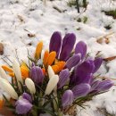 눈속에피는꽃 이미지