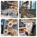 CATS&ME(캣츠 앤 미) 이미지