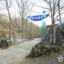 사지목나무그늘